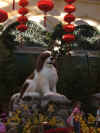 Bellagio_conservatory_dog.jpg (114325 bytes)