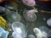 shark_reef_jellies.jpg (223234 bytes)