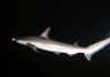 shark_reef.jpg (77978 bytes)